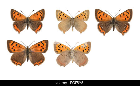 Piccolo rame - Lycaena phlaeas - maschio (riga superiore) - modulo caeruleopunctata (in alto a destra) - femmina (riga inferiore). Foto Stock