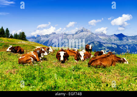 Vacca, di animali di allevamento nelle Alpi francesi, Abondance gara pazza, savoia, beaufort Sur Doron Foto Stock