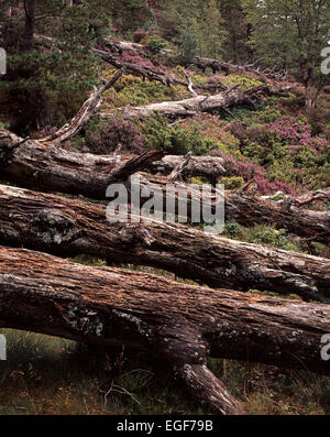 I tronchi di caduta di alberi di pino in regina della foresta, Glen More, Cairngorm National Park, Scozia Foto Stock