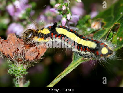 Caterpillar colorato di grigio europeo pugnale tarma (Acronicta psi), visto qui su comuni heather fiori Foto Stock