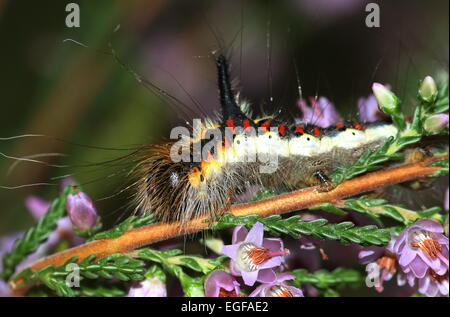 Caterpillar colorato di grigio europeo pugnale tarma (Acronicta psi), visto qui su comuni heather Foto Stock