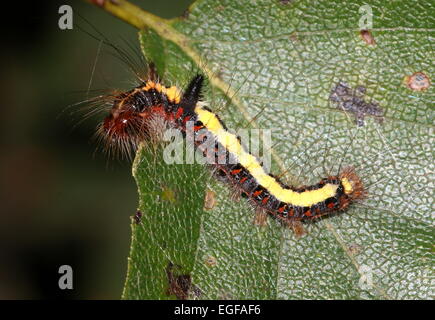 Caterpillar colorato di grigio europeo pugnale tarma (Acronicta psi) Foto Stock