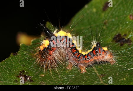 Caterpillar colorato di grigio europeo pugnale tarma (Acronicta psi) Foto Stock