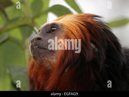 Golden-headed Lion Tamarin monkey (Leontopithecus chrysomelas) close-up della testa Foto Stock