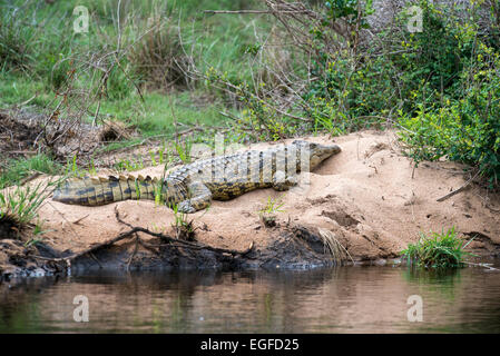 Coccodrillo del Nilo (Crocodylus niloticus) poggiante su un sandbank, Kruger National Park, Sud Africa Foto Stock