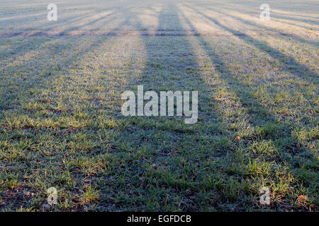 Albero lungo le ombre su un campo in early moening sole d'inverno. Oxfordshire, Regno Unito Foto Stock