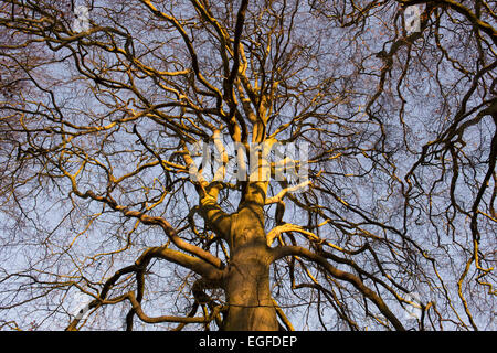 Inverno faggi nella campagna di Cotswold. Regno Unito Foto Stock