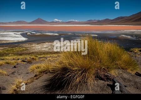 Laguna Colorada, Reserva Eduardo Avaroa, Bolivia Foto Stock