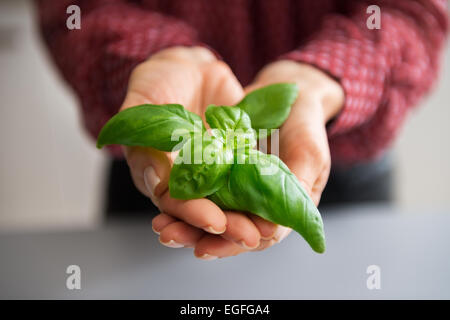 Primo piano sul giovane casalinga che mostra il basilico Foto Stock