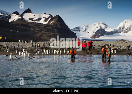 Atlantico del Sud, Sud Georgia e della baia di Isles, visitatori sulla spiaggia con i pinguini re Foto Stock