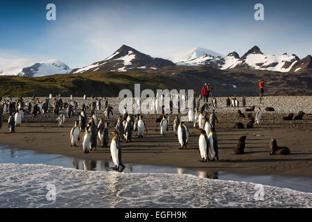 Atlantico del Sud, Sud Georgia e della baia di Isles, re i pinguini e i visitatori sulla spiaggia Foto Stock