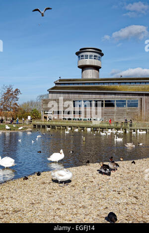 Slimbridge Wetland Centre, Gloucestershire, Regno Unito. Foto Stock