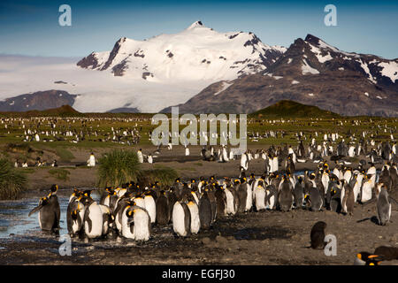 Atlantico del Sud, Sud Georgia e della baia di Isles, re pinguino colonia di allevamento della navigazione Foto Stock