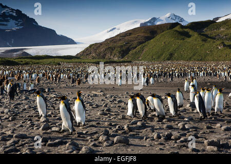 Atlantico del Sud, Sud Georgia e della baia di Isles, re Pinguini camminare sul suolo roccioso Foto Stock