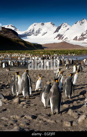 Atlantico del Sud, Sud Georgia e della baia di Isles, re pinguini di navigazione Foto Stock