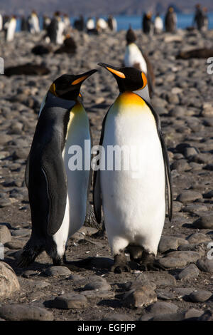 Atlantico del Sud, Sud Georgia, Salisbury Plain, re pinguini sulla spiaggia Foto Stock