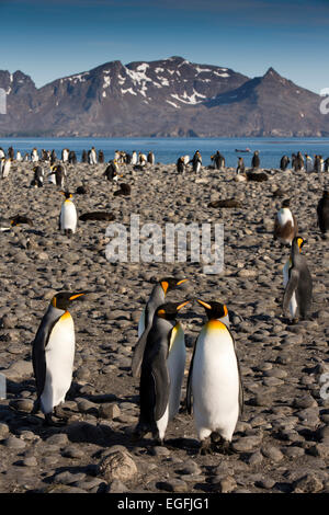 Atlantico del Sud, Sud Georgia, Salisbury Plain, re pinguini sulla spiaggia Foto Stock