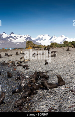 Atlantico del Sud, Sud Georgia e della baia di Isles, Prion Island, foche sulla spiaggia Foto Stock