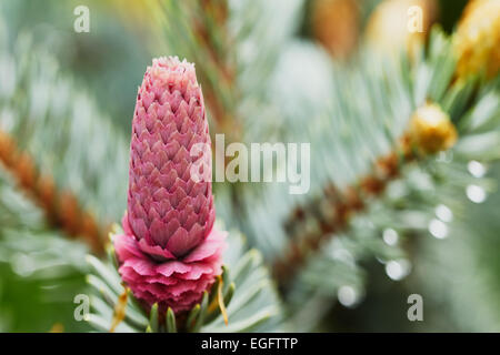 Fir giovani cono sull'albero nel giardino Foto Stock