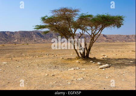 Un albero solitario nel deserto del Negev in Israele Foto Stock