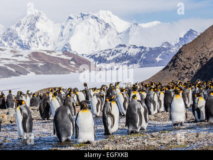 Re pinguini riscaldamento nel sole del pomeriggio Foto Stock