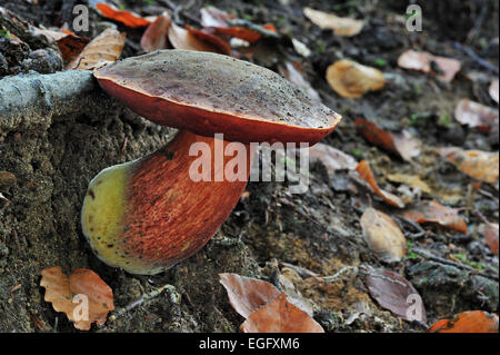 Stelo punteggiata bolete / Scarletina bolete (Boletus luridiformis / Boletus erythropus) che cresce nella foresta in autunno Foto Stock