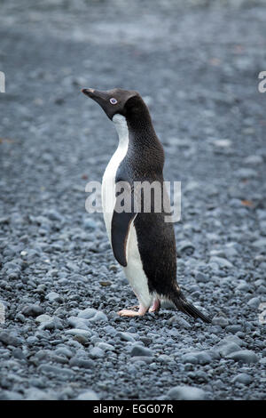 Un Lone Adelie Penguin a Brown Bluff, Antartide Foto Stock