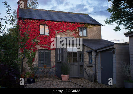Virginia superriduttore diventa rosso in autunno in crescita su cotswold cottage in Gloucestershire, UK. Foto Stock