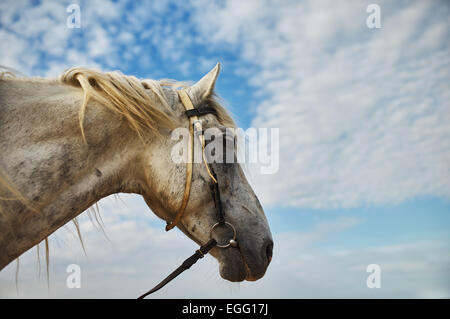 Testa di cavallo ritratto su sfondo cielo Foto Stock