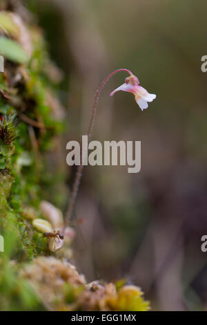 Butterwort pallido Pinguicula lusitanica Cornwall, Regno Unito Foto Stock