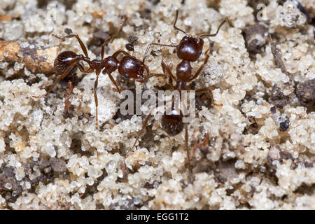 Due formiche fuori in giardino close-up Foto Stock