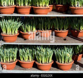 Pressione di stallo di mercato con daffodil pentole sul display per la vendita, Vallingby Svezia in marzo. Foto Stock