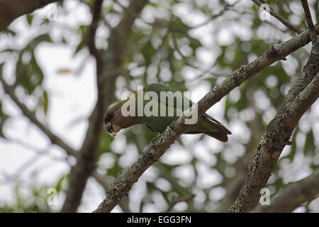 Marrone-testa di alimentazione pappagallo nella tettoia di albero in Sud Africa Foto Stock