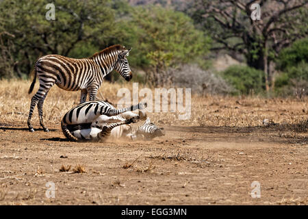 Zebra di laminazione per la sporcizia in Tangire National Park, Tanzania Africa Orientale. Foto Stock