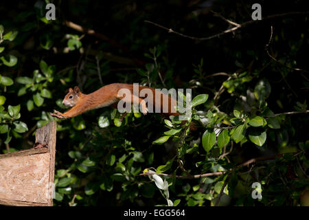 Scoiattolo rosso Sciurus vulgaris singolo di saltare su Alimentatore Tresco; Isole Scilly; Regno Unito Foto Stock