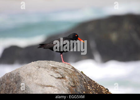 Nero Africa oystercatcher alimentazione su letti di mitilo sulla costa nei pressi di Città del Capo Foto Stock