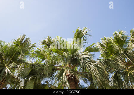 Palme di cocco contro il cielo blu Foto Stock