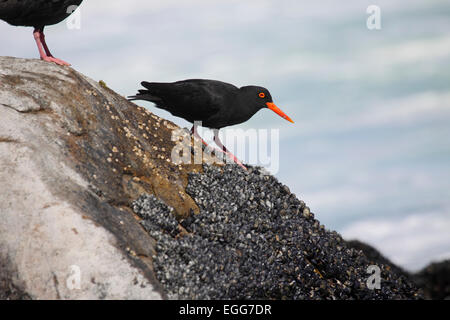 Nero Africa oystercatcher alimentazione su letti di mitilo sulla costa nei pressi di Città del Capo Foto Stock