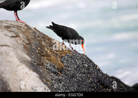 Nero Africa oystercatcher alimentazione su letti di mitilo sulla costa nei pressi di Città del Capo Foto Stock