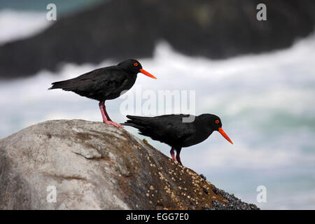 Nero Africa oystercatcher alimentazione su letti di mitilo sulla costa nei pressi di Città del Capo Foto Stock