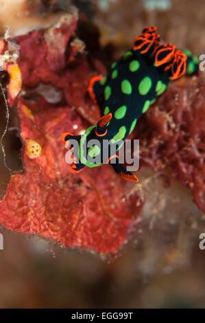 Un Nembrotha Kubaryana su una scogliera nelle isole Salomone. Foto Stock