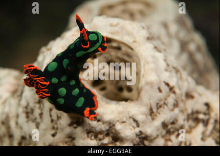 Un Nembrotha Kubaryana su una scogliera nelle isole Salomone. Foto Stock