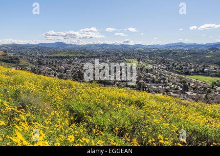 Primavera Bush Girasole campo di fiori selvaggi in Wildwood Parco regionale al di sopra del Los Angeles sobborgo di Thousand Oaks, California. Foto Stock