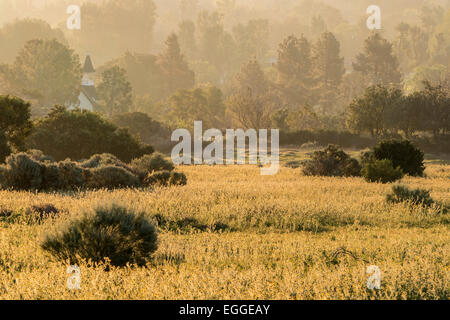 Misty Fiddleneck flower meadow mattina a Los Angeles San Fernando Valley. Foto Stock