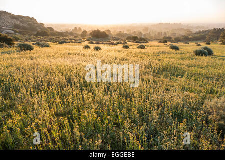 Millefiori Fiddleneck prato in San Fernando Valley Ovest zona di Los Angeles, California. Foto Stock