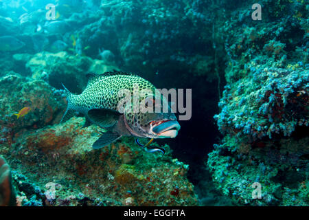 Arlecchino Sweetlips (Plectorhinchus chaetodonoides) con wrasse Foto Stock