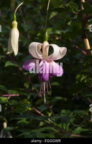 Exbury Gardens in Hampshire in Inghilterra è famoso per i rododendri e azalee e camelie. Giardino Exbury im englischen Hampshire Foto Stock