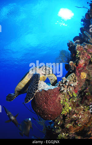 Hawksbill tartarughe di mare e grigio angelfish dalla barriera corallina, Kittiwake USS, Grand Cayman. Foto Stock