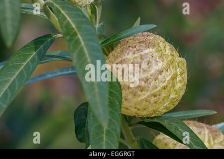 Balloonplant (Gomphocarpus physocarpus). Foto Stock