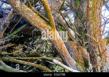 Colore arancio licheni crescono su alberi di pino. Point Lobos State Reserve, Monterey County, California, Stati Uniti. Foto Stock